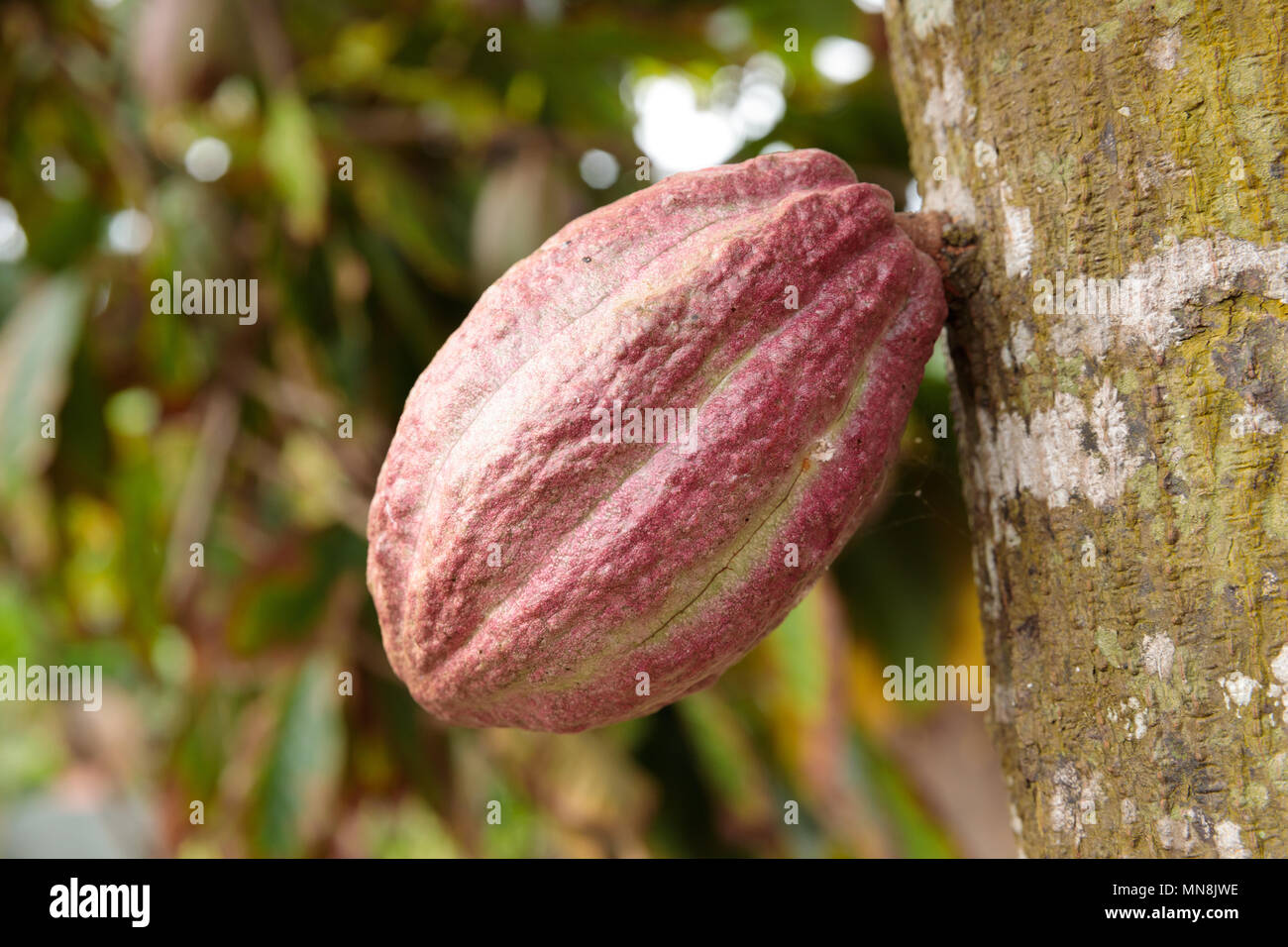 De plus en plus à partir de la cabosse arbre sur une plantation près de Baracoa - Cuba Banque D'Images