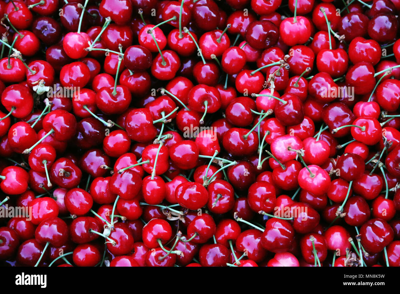 Sweet Cherry rouge hongrois frais du marché. Banque D'Images