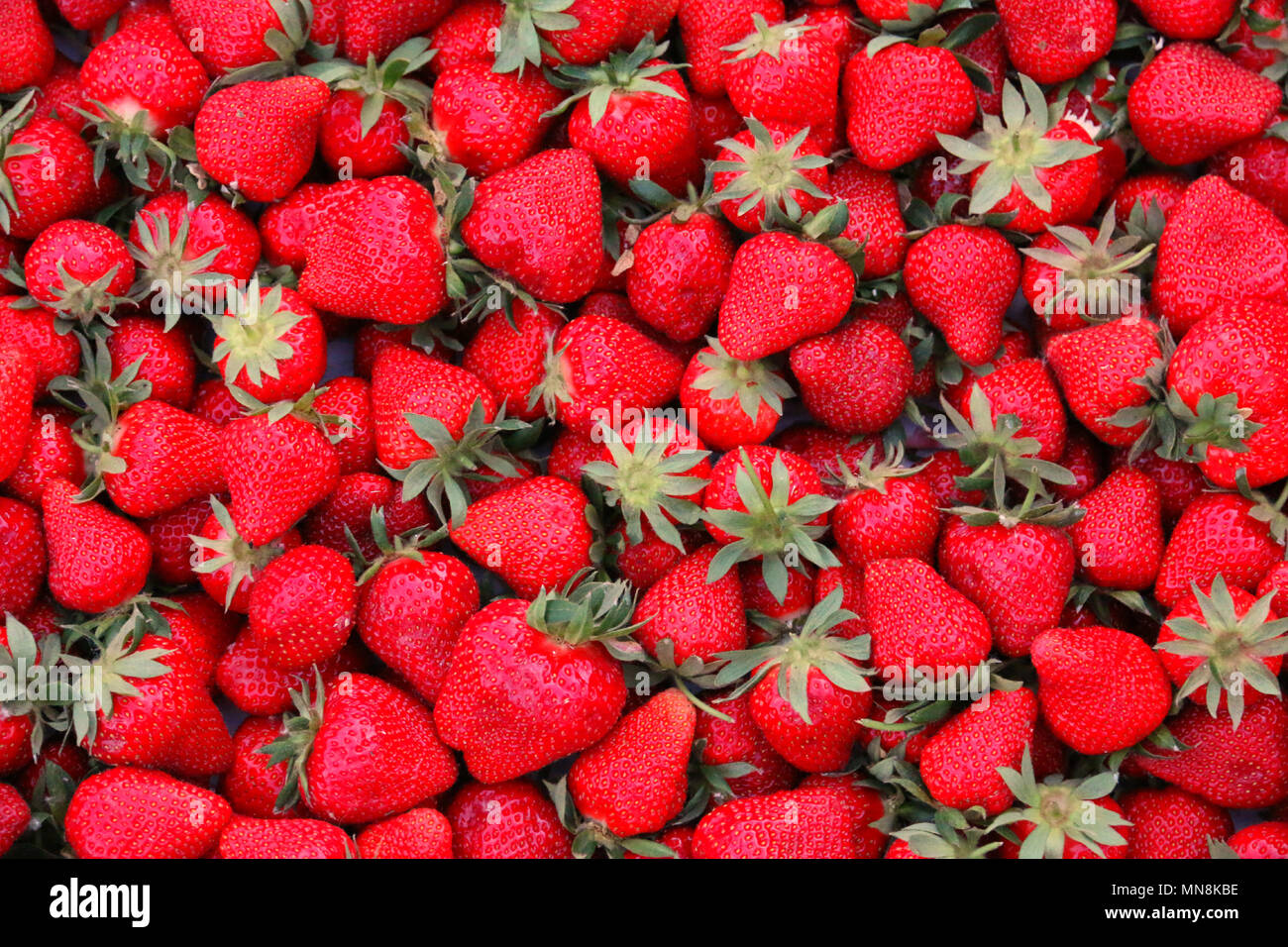 Groupe d'strawverries rouge hongrois frais du marché. Très délicieux et des fruits sains. Banque D'Images