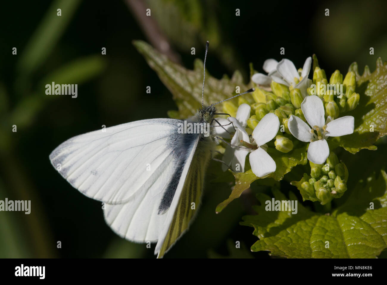 Papillon blanc veiné de vert (Pieris napi) sur l'Alliaire officinale (Alliaria petiolata) Banque D'Images