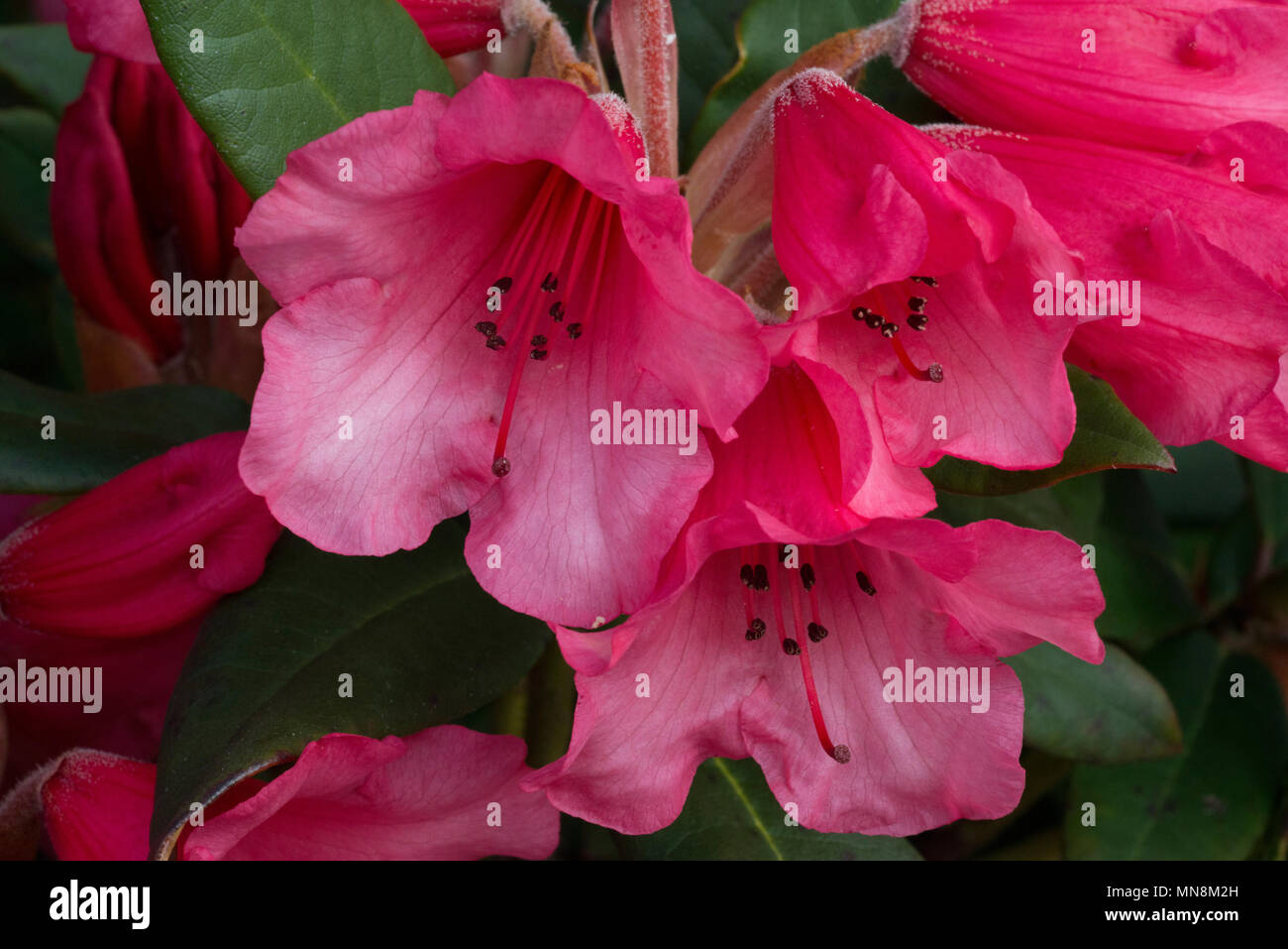 Rhododendron 'Winsome' (Humming Bird x griersonianum), fleurs Banque D'Images