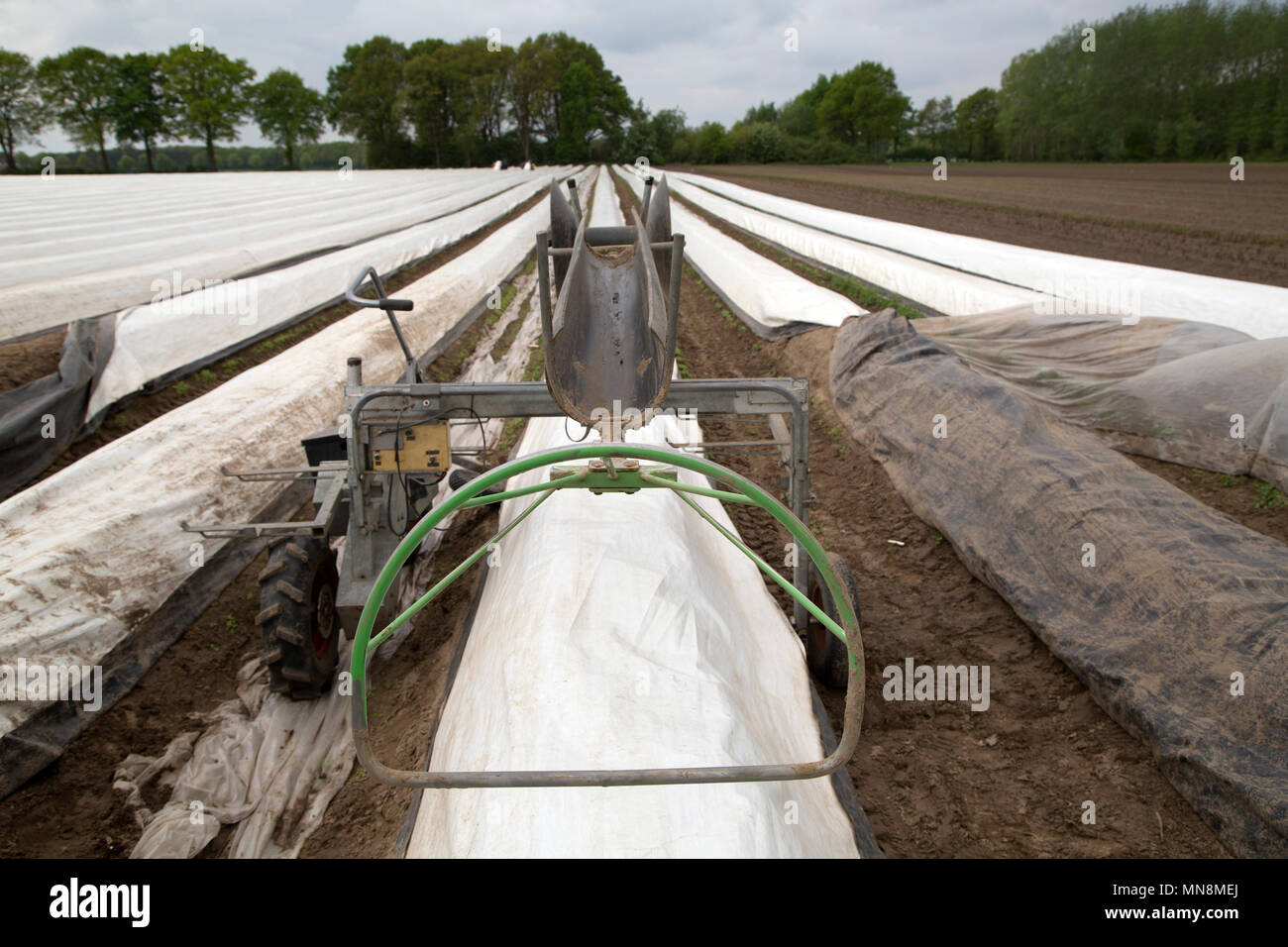 Une machine utilisé pour la récolte de l'asperge blanche sur une ferme dans la région du Limbourg néerlandais. L'asperge blanche est cultivée en arêtes en plastique sous s Banque D'Images