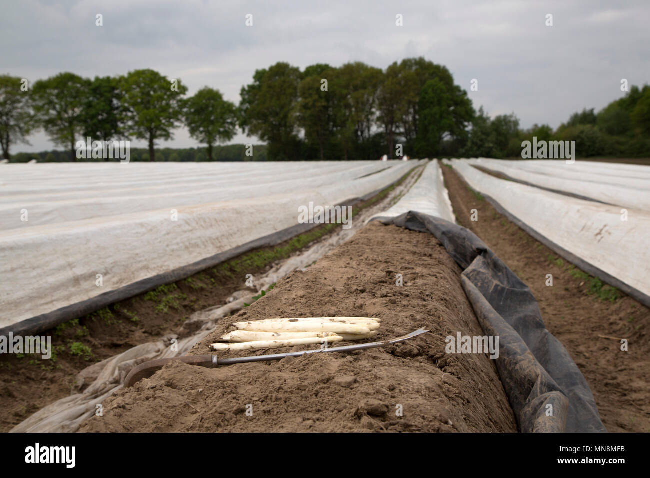 Après la récolte d'asperges blanches dans une ferme de la région du Limbourg néerlandais. L'asperge a été réduit en utilisant les long couteau à côté du veget Banque D'Images