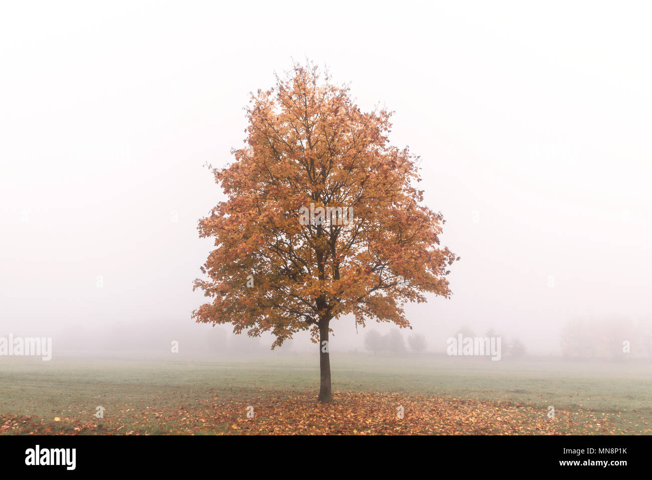 Un arbre solitaire dans la brume près de la Purley Way, Croydon Banque D'Images