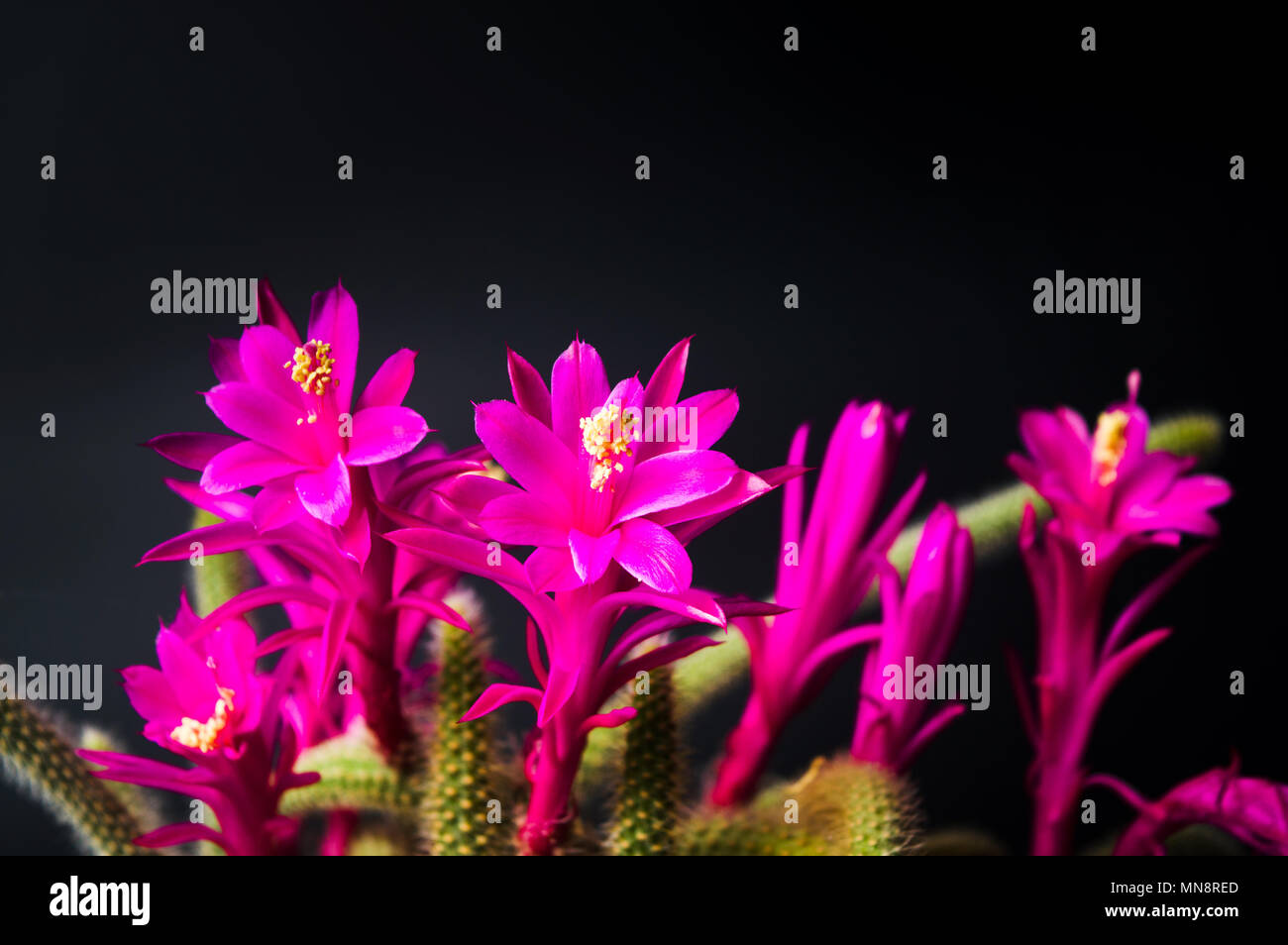 Cactus en fleurs sur un fond sombre Banque D'Images