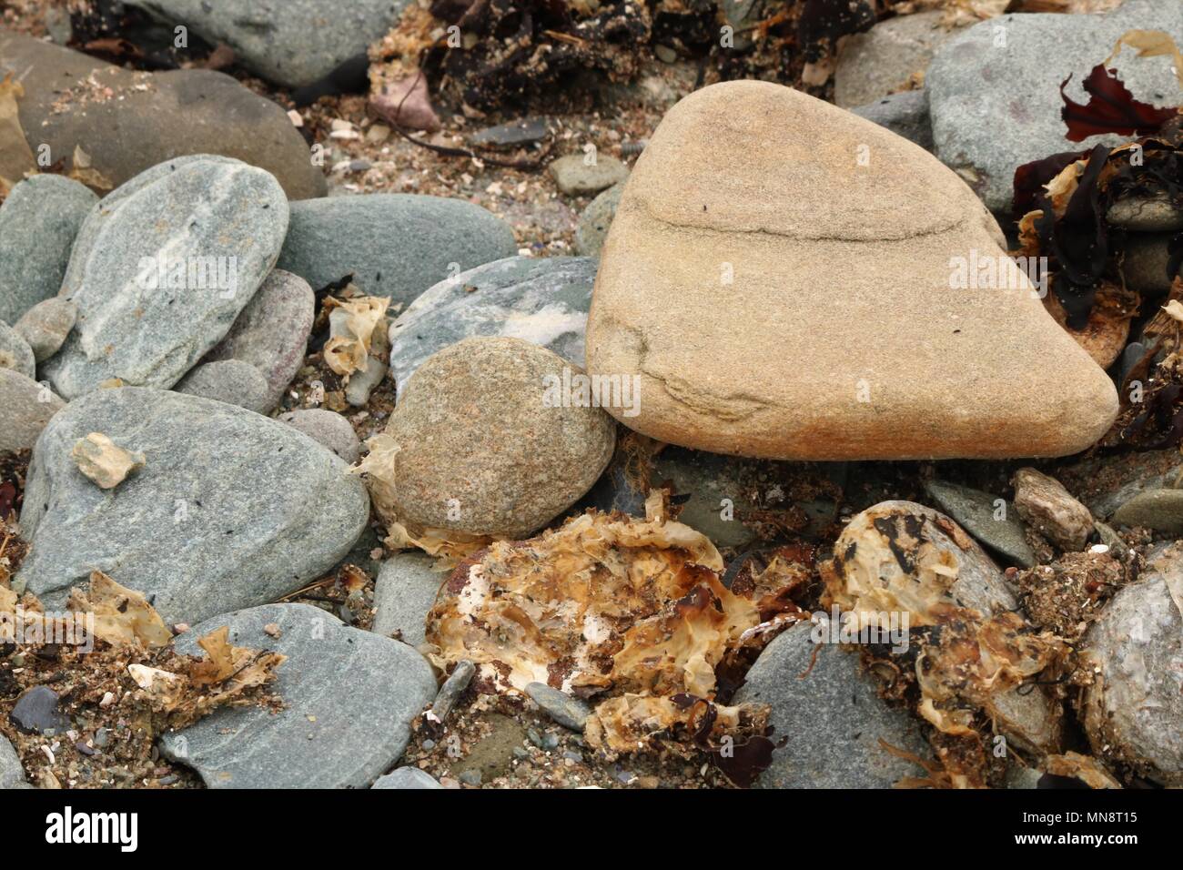 Colporte sur une plage, le séchage au soleil Banque D'Images