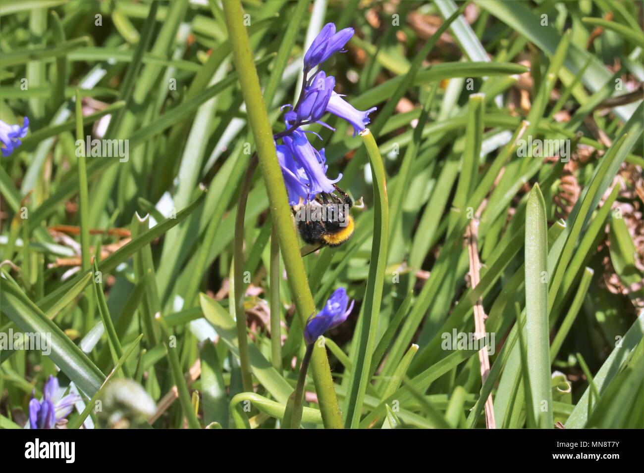 Umble bee la collecte du pollen d'une fleur pourpre sur une journée ensoleillée Banque D'Images