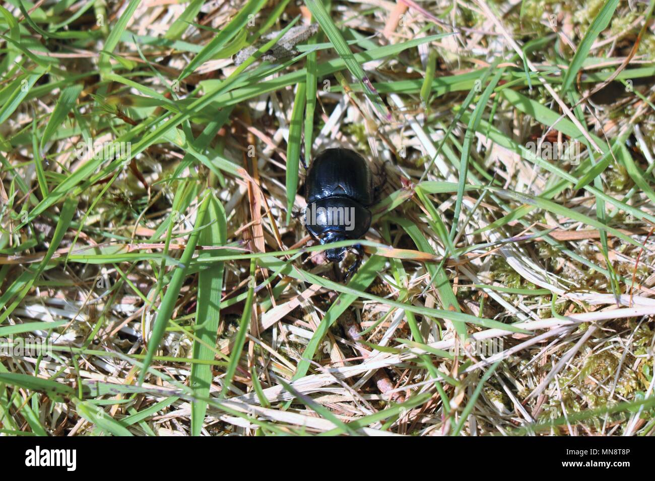 Black beetle se mouvoir dans l'herbe verte Banque D'Images