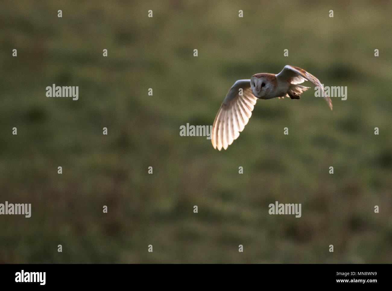 Un sauvage Effraie des clochers (Tyto alba) en vol tôt le matin, Gloucestershire Banque D'Images