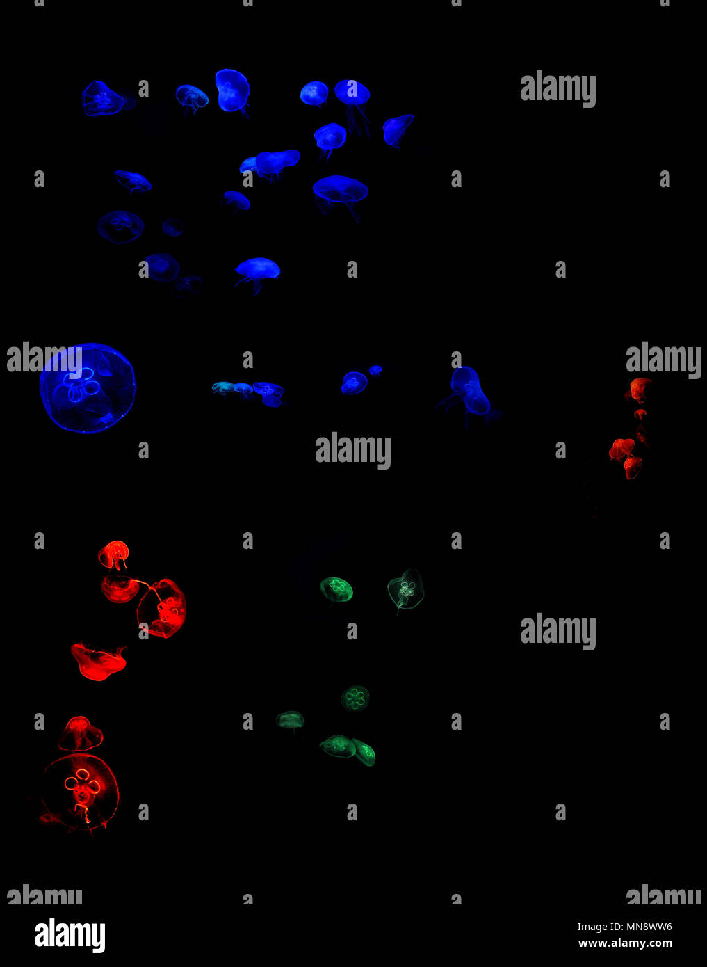Les méduses en couleurs bleu rouge et vert foncé en aquarium de poissons d'eau de mer Banque D'Images