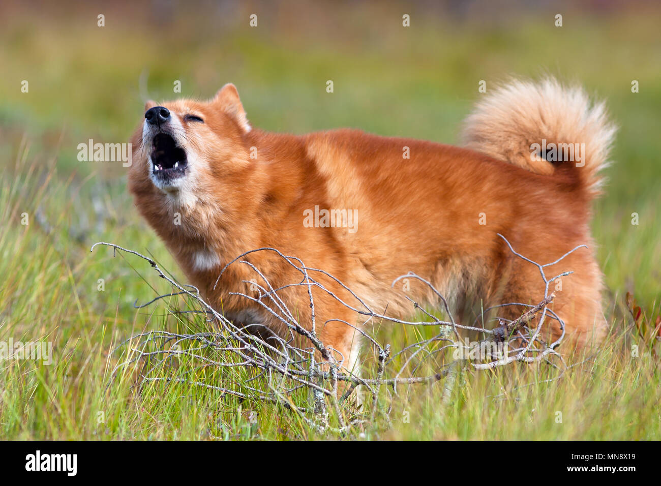 Spitz finlandais d'aboyer pendant la chasse Banque D'Images