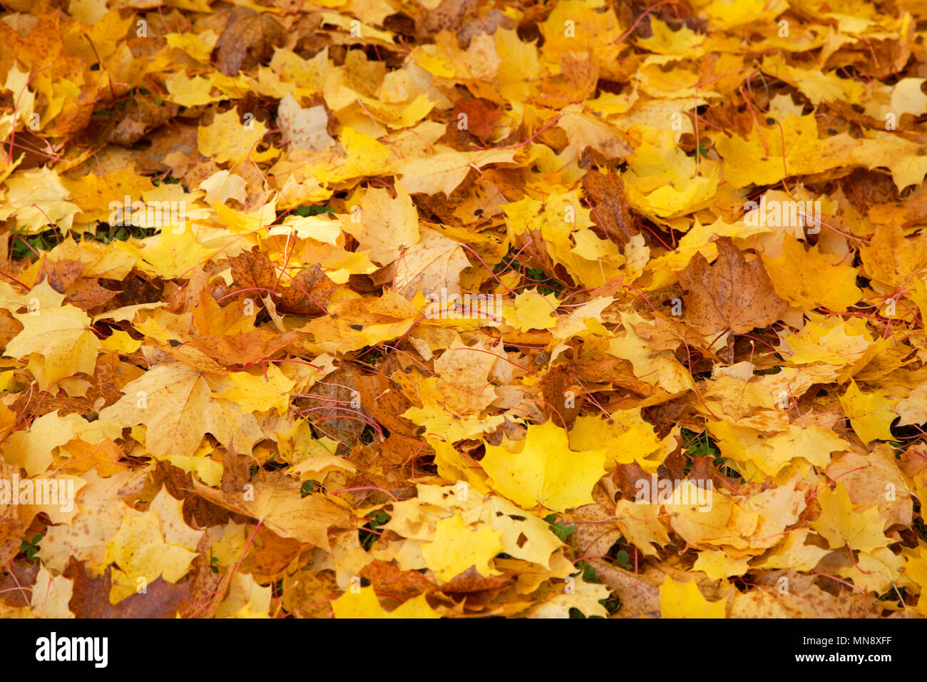 Feuilles d'érable sur le terrain en couleurs de l'automne. Banque D'Images