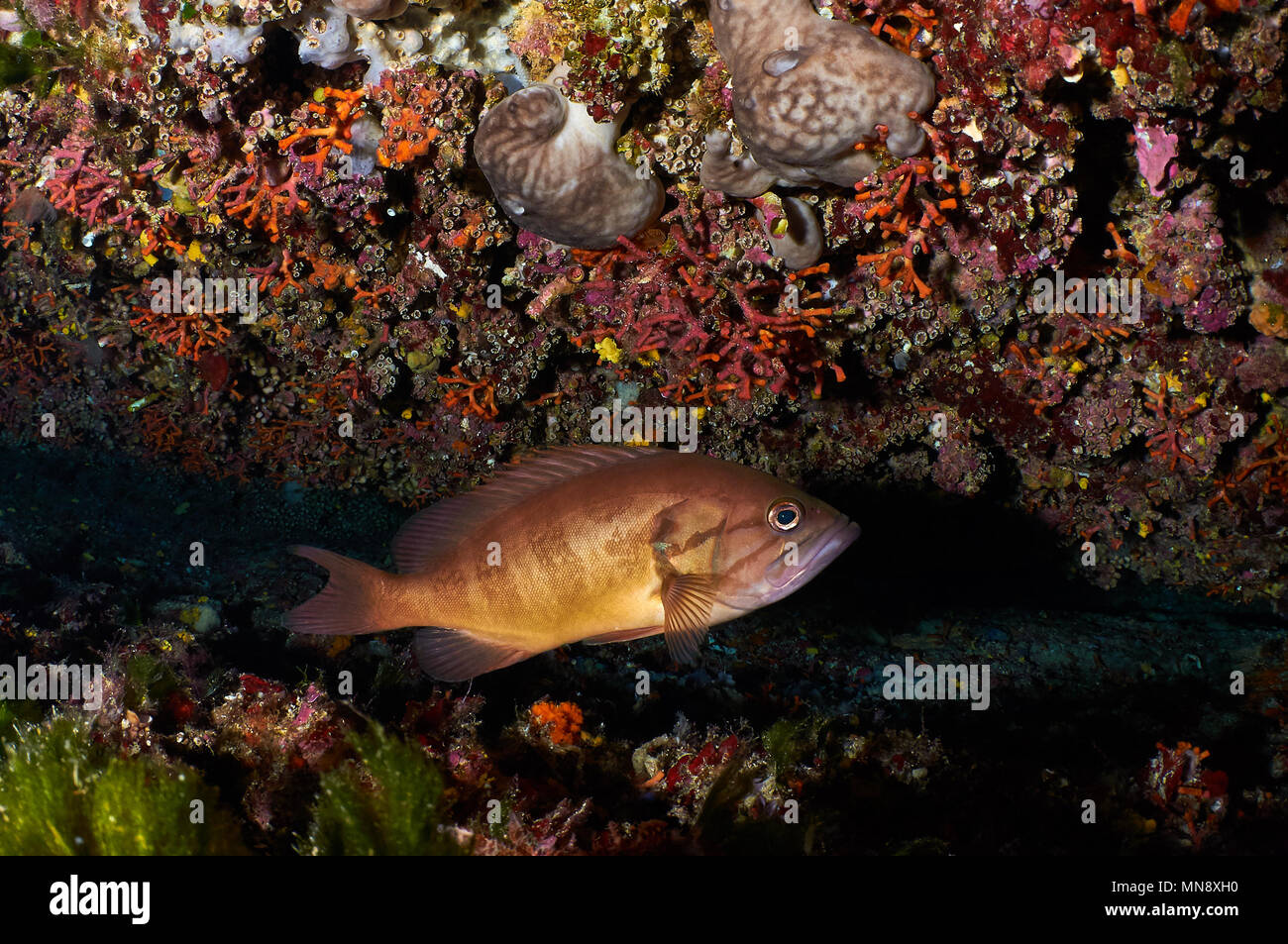 Une canine (Epinephelus caninus) cache dans une caverne à la profondeur des récifs Es Vedrá islet (Ibiza, Iles Baléares, Espagne) Banque D'Images