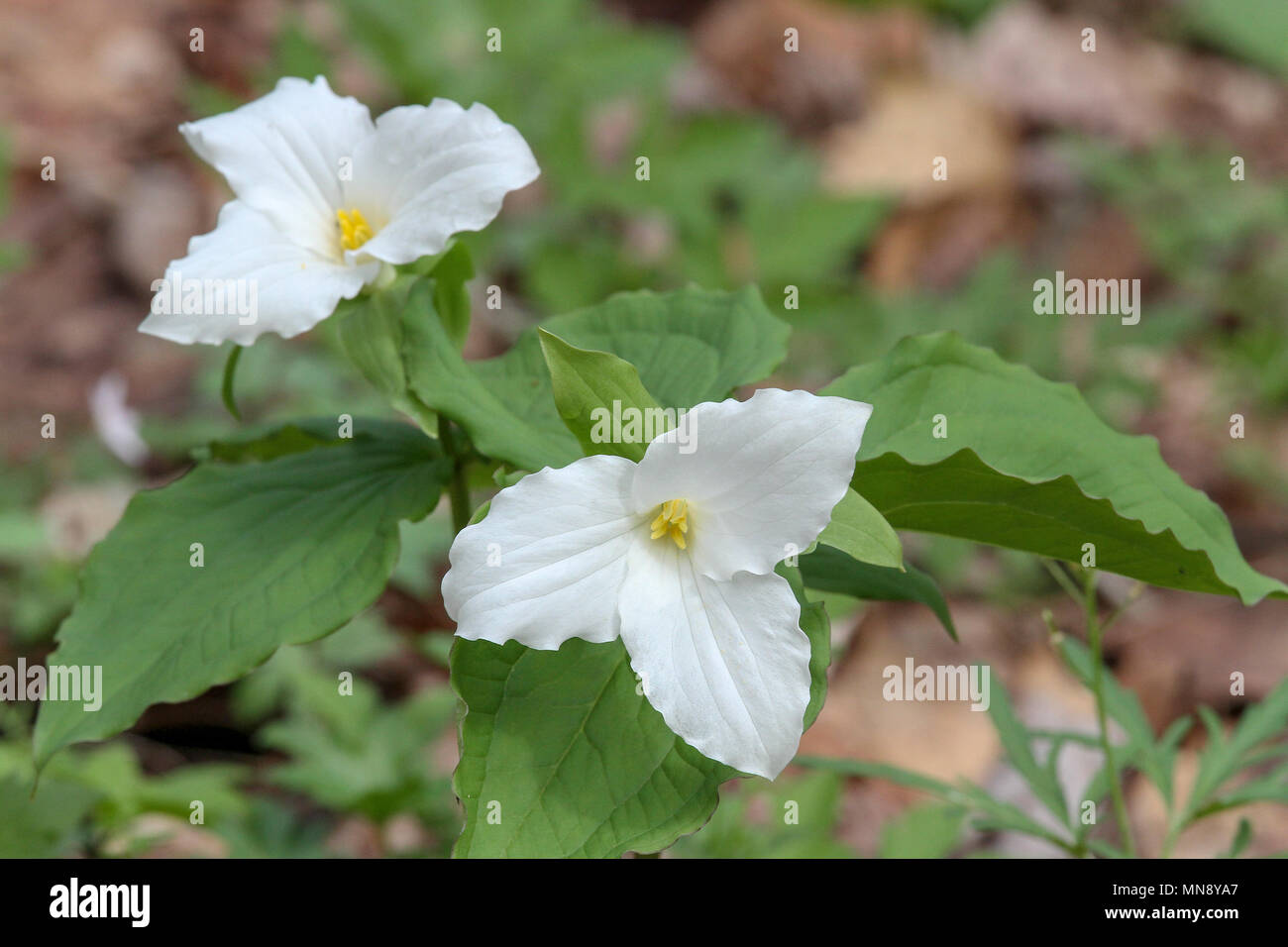 Grande fleur de trillium Raccoon Creek State Park en Pennsylvanie Banque D'Images