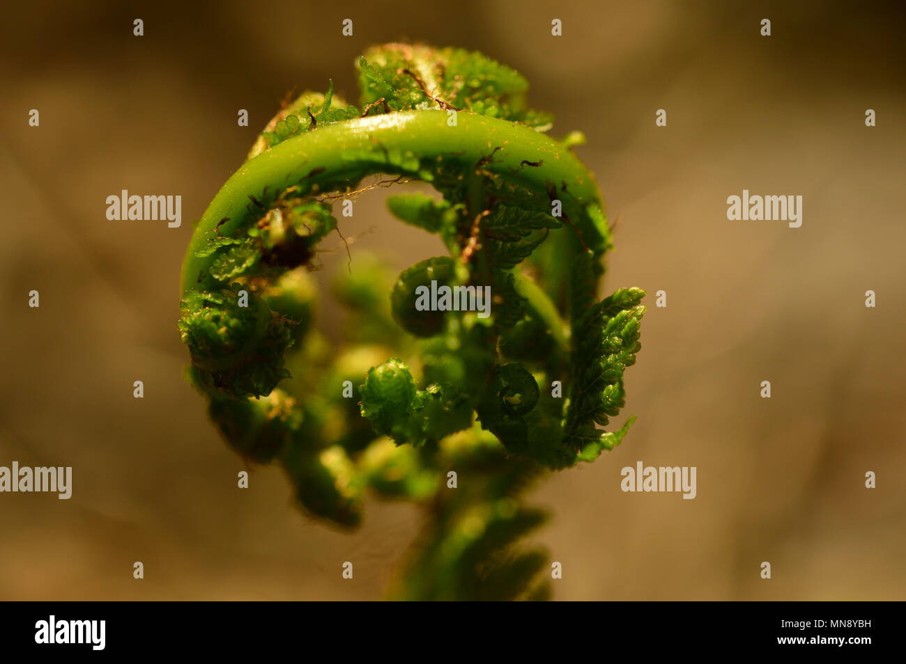 La croissance de la fougère printemps première feuilles vertes Banque D'Images