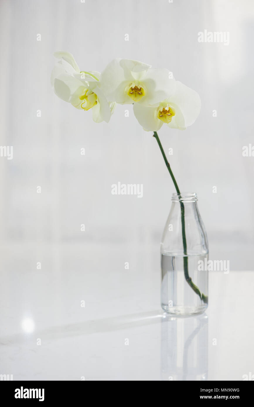 Branche d'orchidée blanche dans un vase sur la table. Banque D'Images