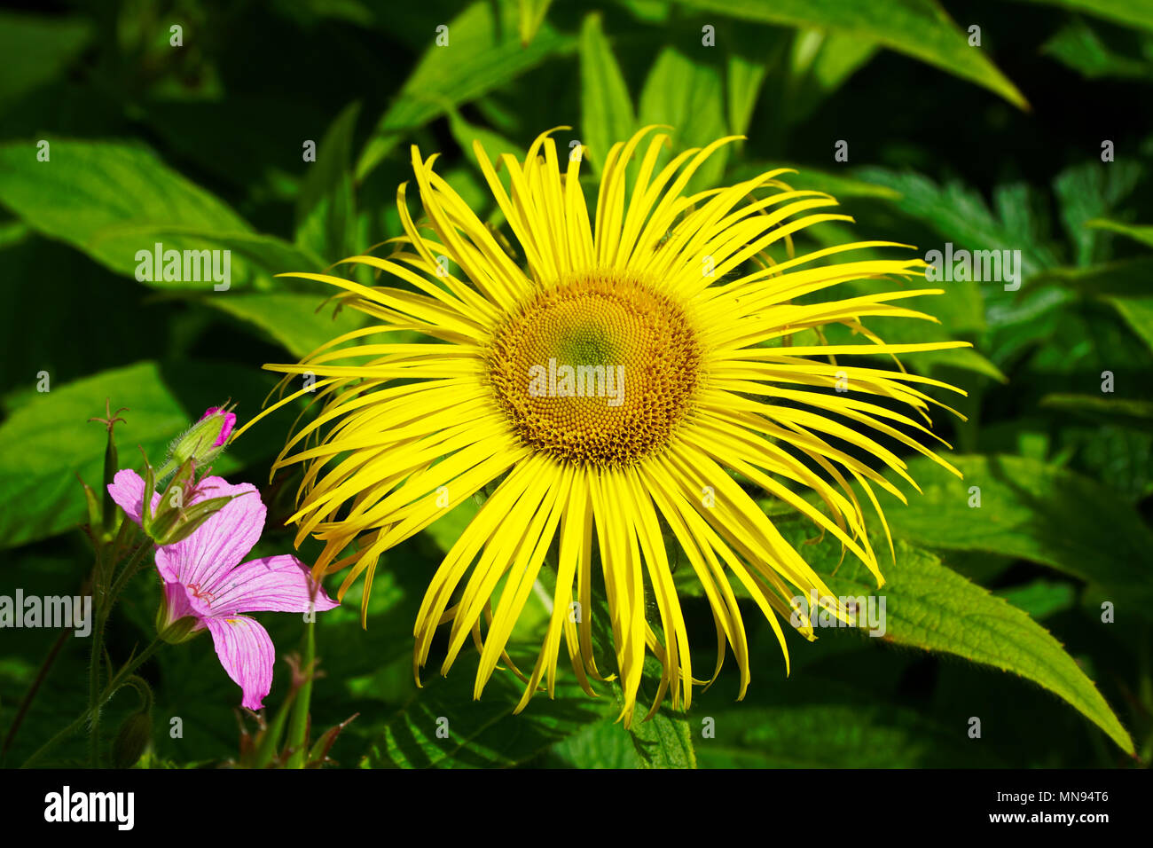 Marguerite jaune (Buphthalmum Speciosum) Grande - Close-Up Banque D'Images