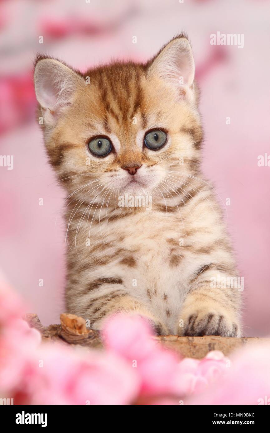 Chaton British Shorthair Banque D'Images