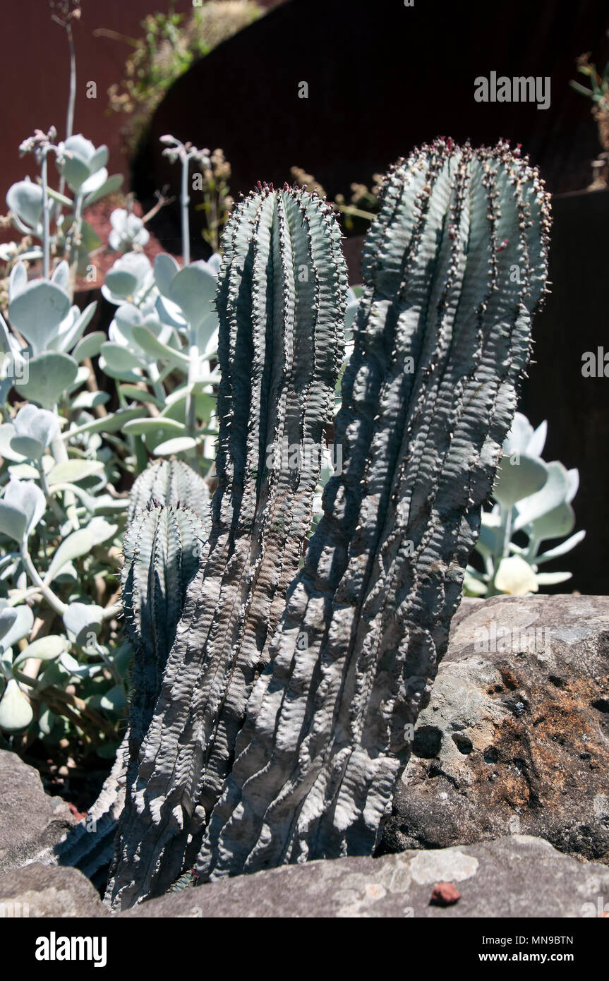 Sydney, Australie, lait africain cactus baril Banque D'Images