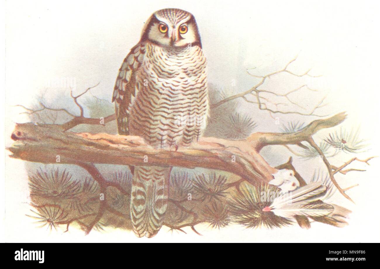 La OISEAUX. American Hawk-Owl. THORBURN 1925 old vintage print photo Banque D'Images