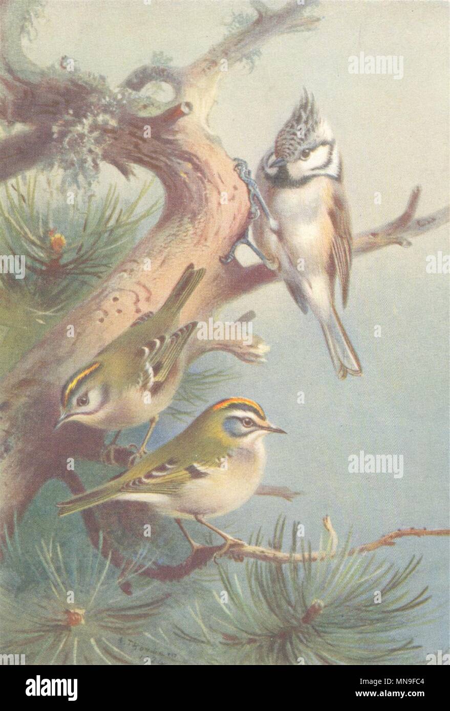 La OISEAUX. Goldcrest Mésange huppée ; ; Fire-Crest. THORBURN 1925 imprimer Banque D'Images