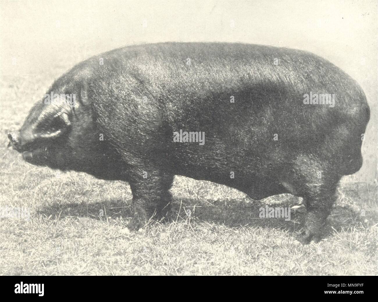 Les porcs. Sanglier noir-'Hasketon roi noir IV', Champion 1912 vieux ancien Banque D'Images