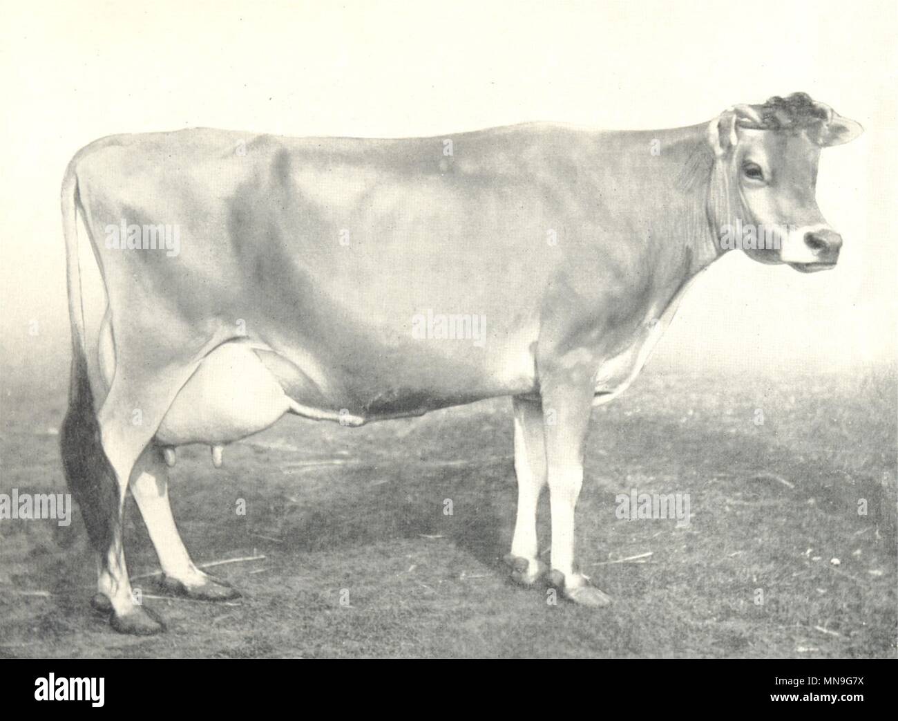 Les bovins. Jersey 'Lady Viola' 1er prix lauréat du RASE montre 1906-8 1912 Banque D'Images