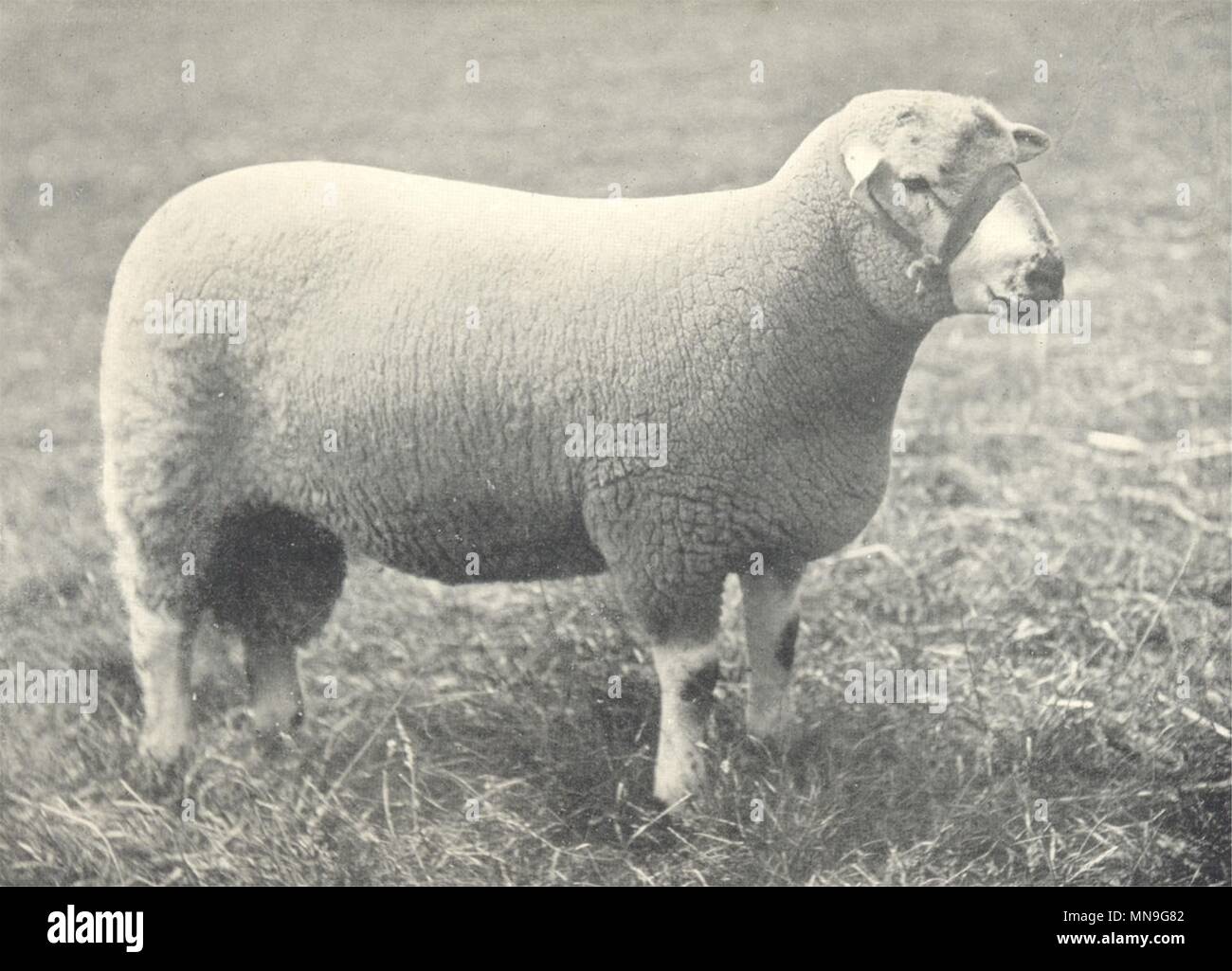 Les moutons. Kerry Hill prix Shrops gagnant Ram Peau Welsh Natl. montre, 1908-1912 Banque D'Images