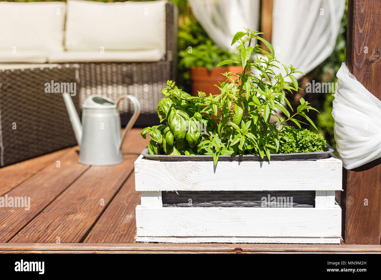 Pot en bois blanc avec des herbes vertes sur une terrasse en bois Banque D'Images