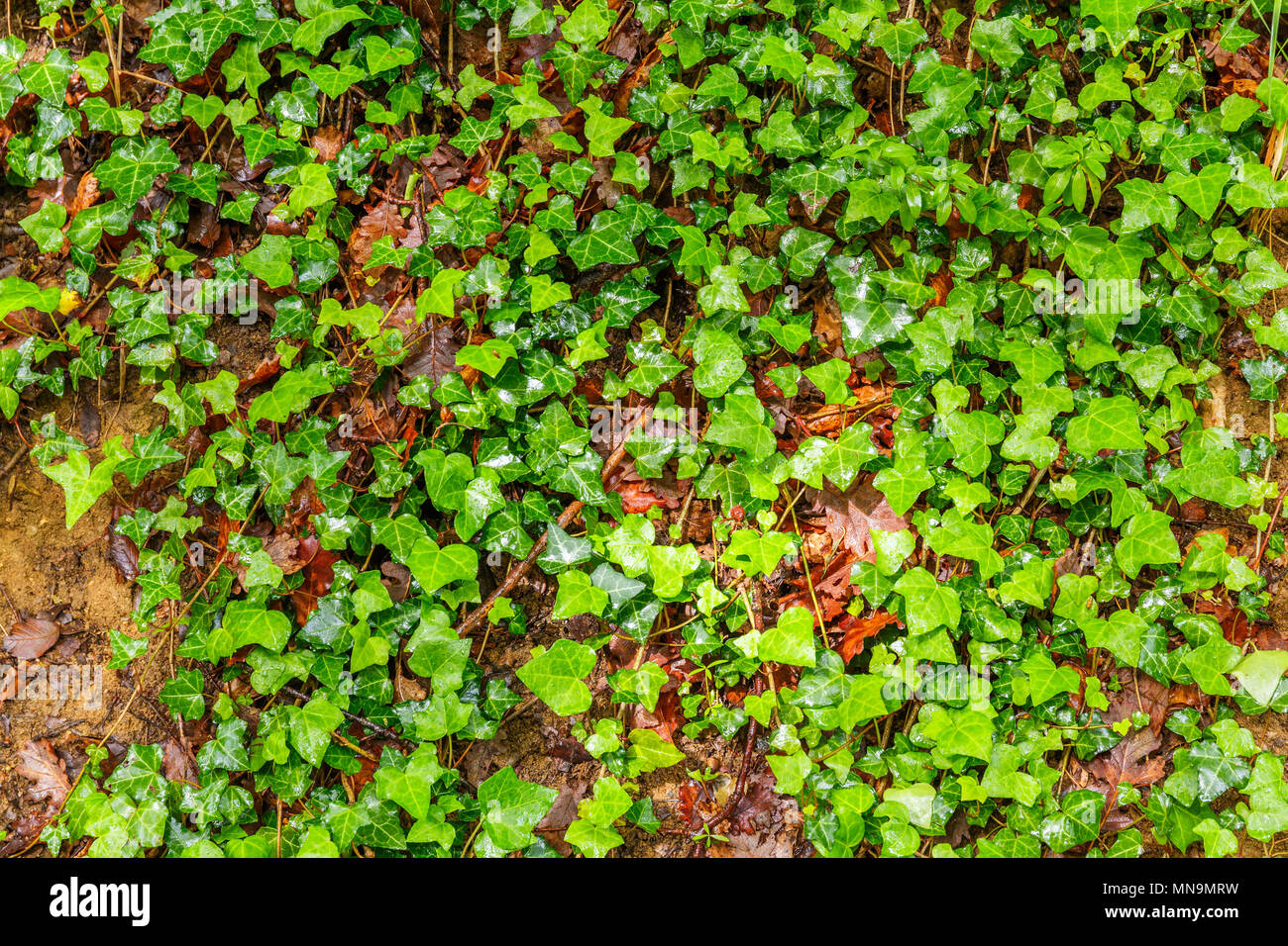 De plus en plus de lierre sur le terrain dans la forêt Banque D'Images