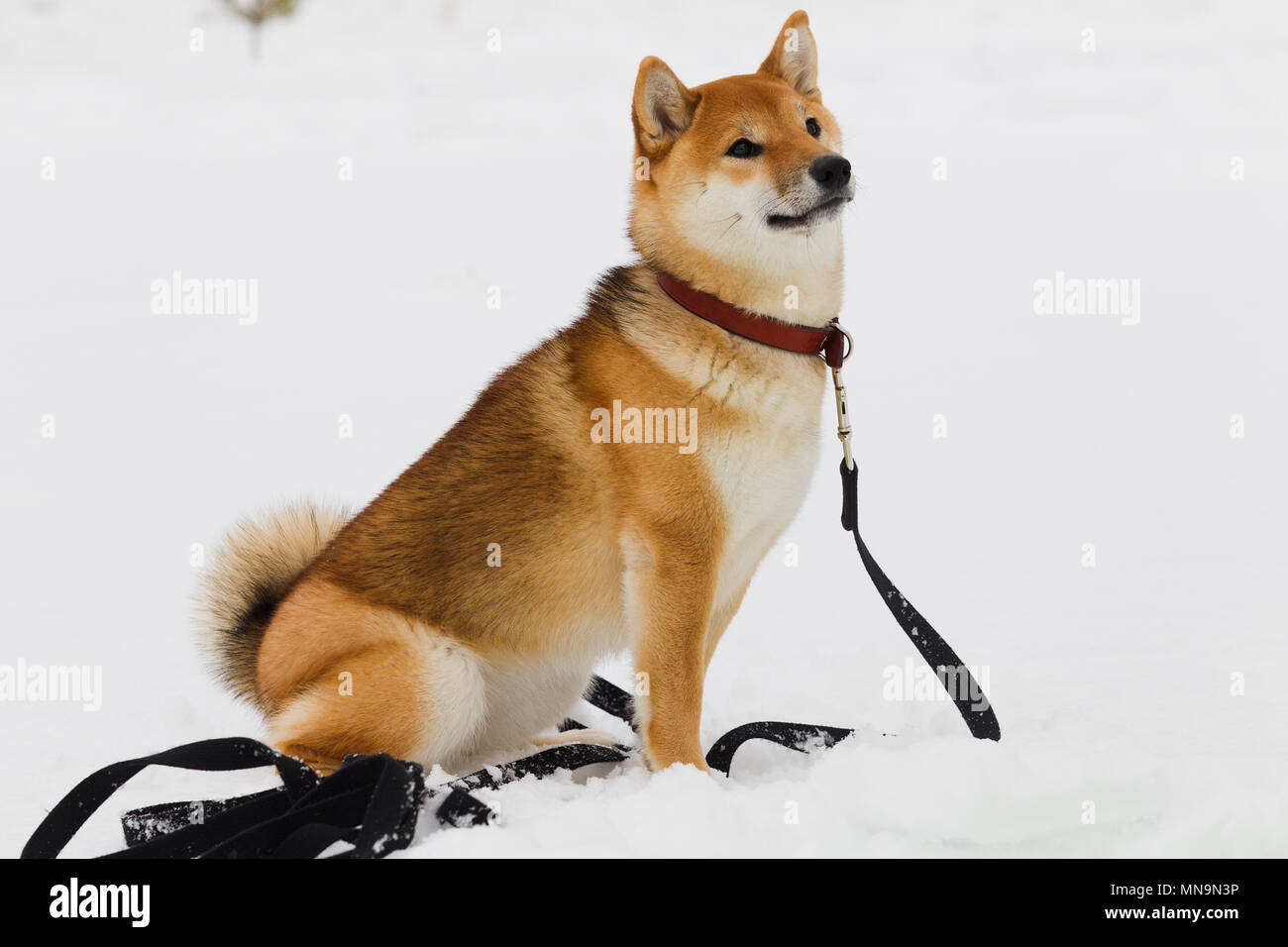 Race De Chien Japonais Shiba Inu Sur La Neige Hiver Fond