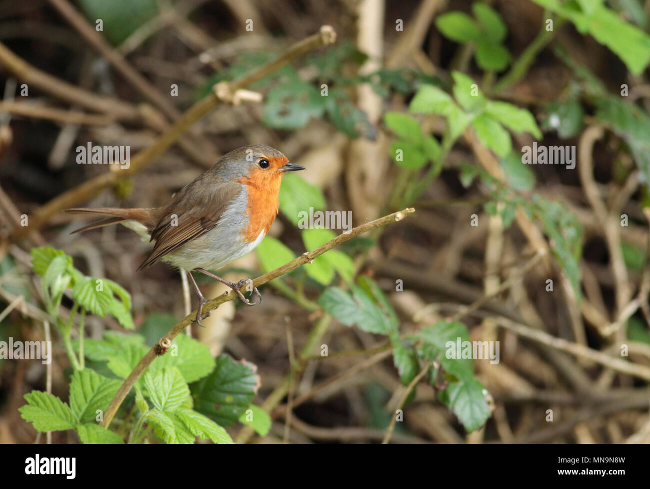Robin Banque D'Images