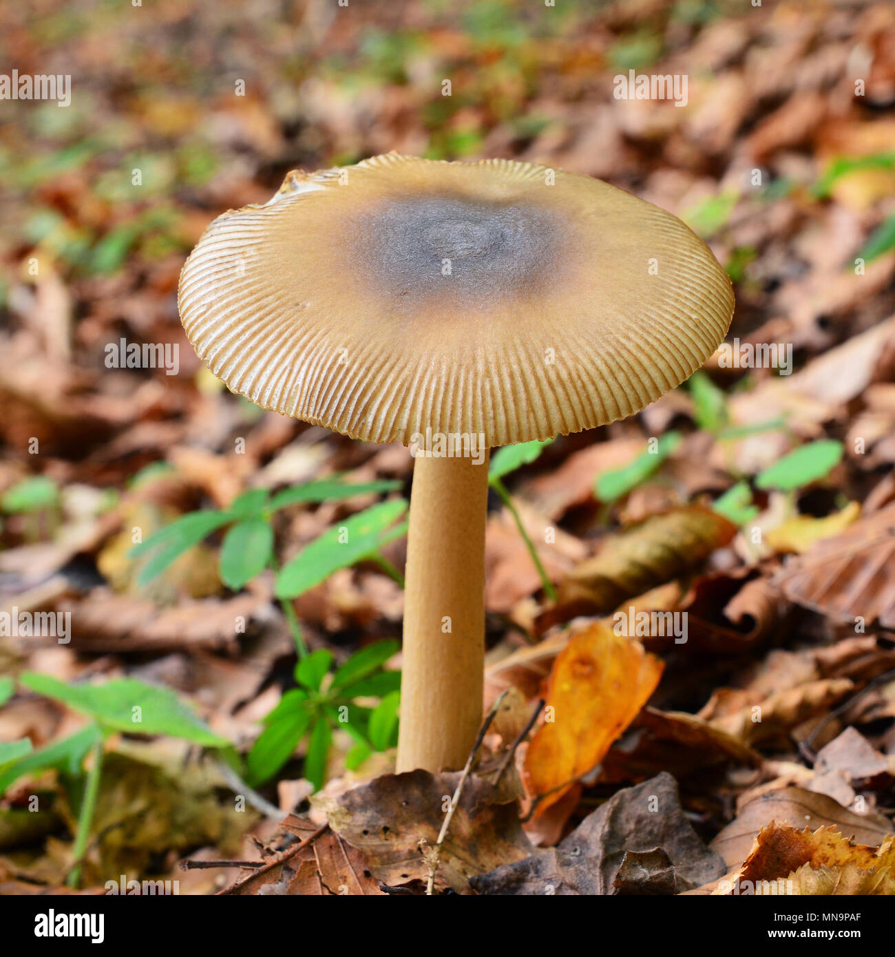 L'amanita fulva champignon, également connu sous le nom de grisette fauve Banque D'Images