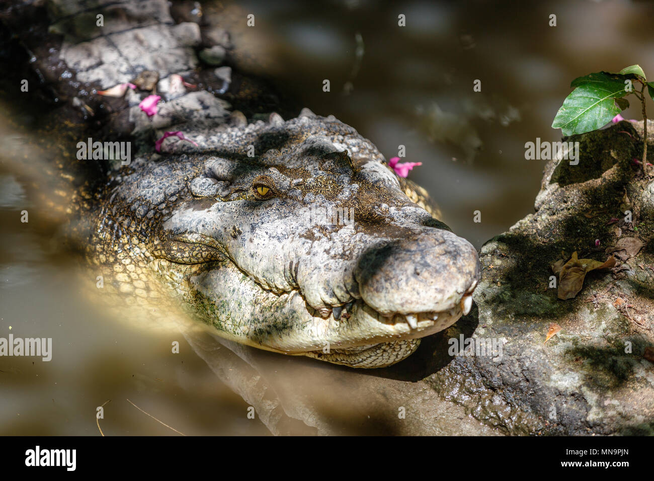 Saltwater crocodile dans l'eau, couvert de pétales de fleurs. Zoo de Bali. L'Indonésie. Banque D'Images