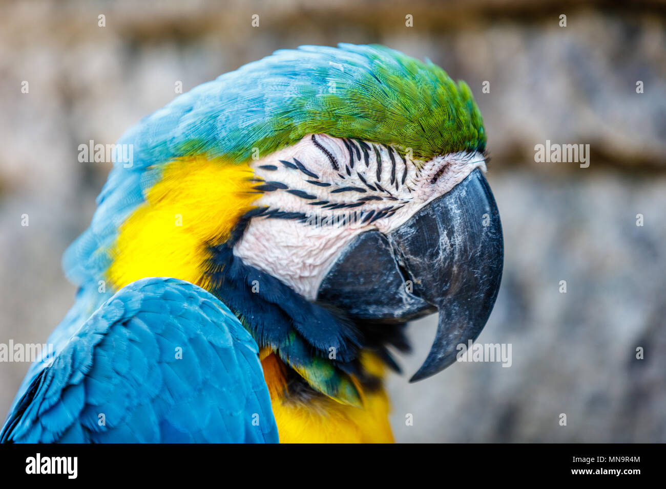 Un bleu-et-jaune macaw, portrait Banque D'Images