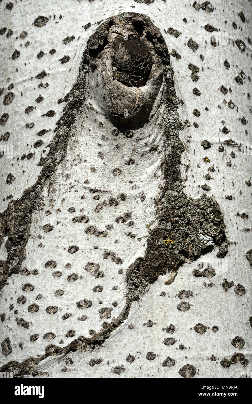 Motif de l'écorce de bouleau verruqueux (Betula pendula) aka Warty Bouleau, bouleau blanc européen ou asiatique est le bouleau blanc Banque D'Images