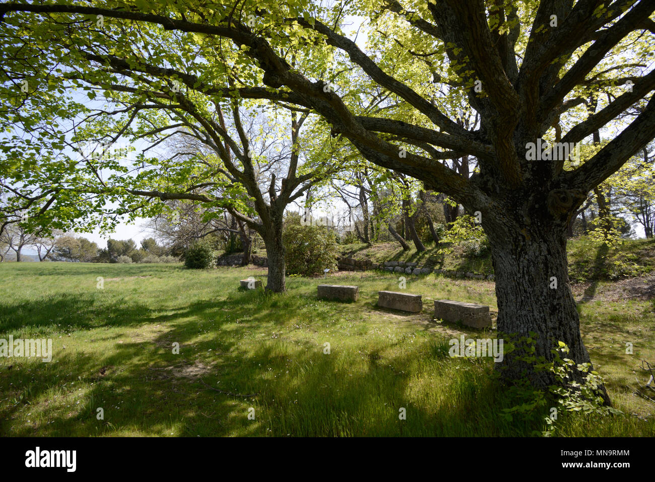 Les arbres matures de chênes et de rochers en pierre dans des bancs de pique-nique à l'Entremont Aix-en-Provence Provence France Banque D'Images