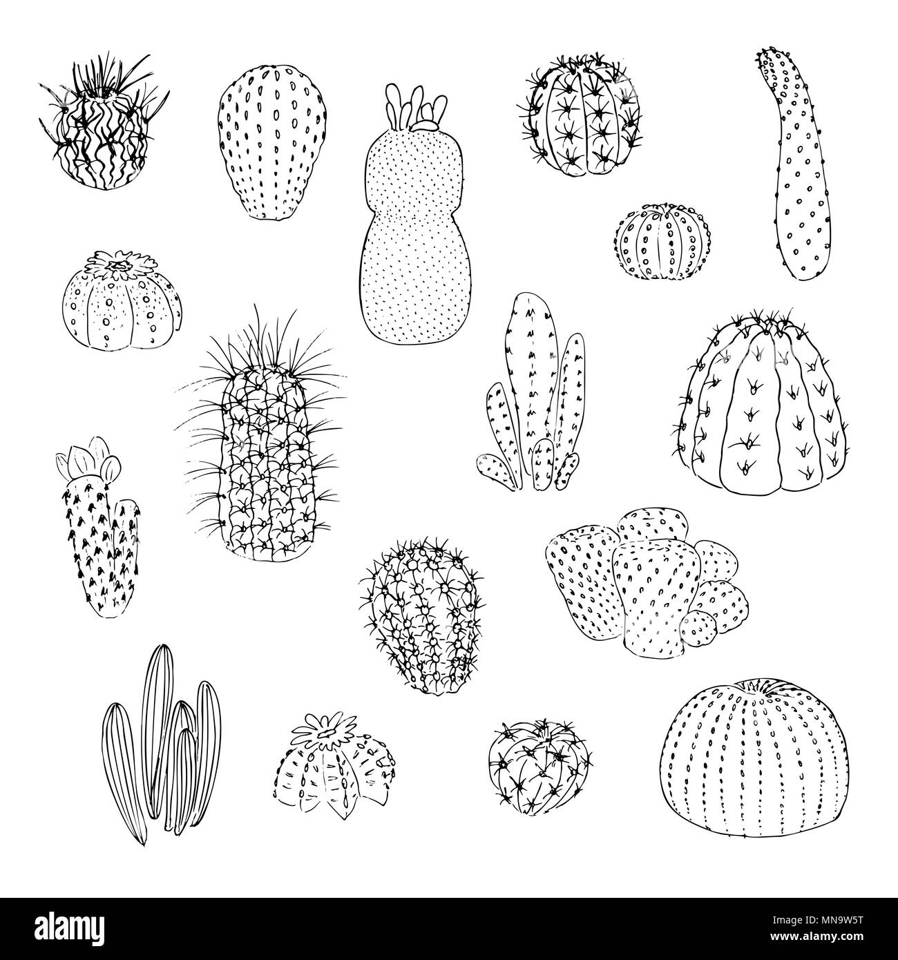 Ensemble de cactus, hand drawn vector illustration. contours dessin . Succulentes collection. la nature des éléments. Illustration de Vecteur