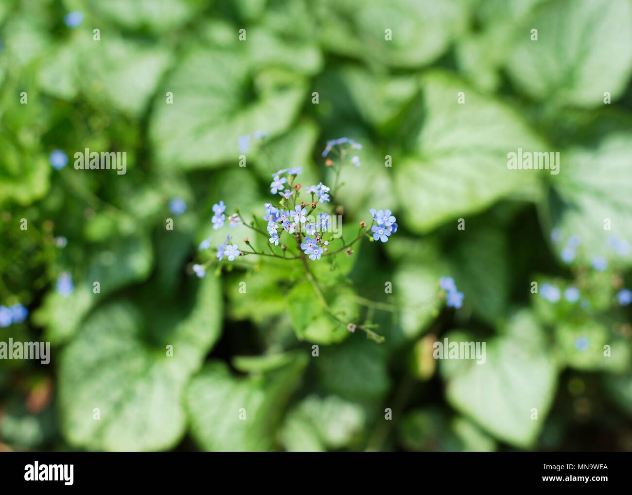 De minuscules fleurs bleu Brunnera poussant sur un jour de printemps ensoleillé. Banque D'Images