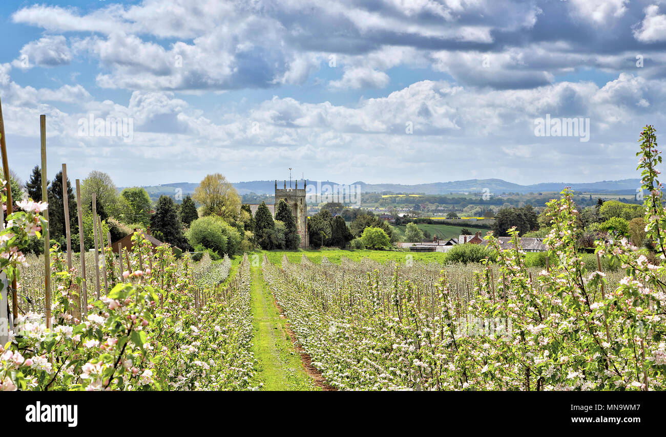 Pommiers à cidre en fleurs avec l'église en arrière-plan, Burghill, Herefordshire, UK Banque D'Images