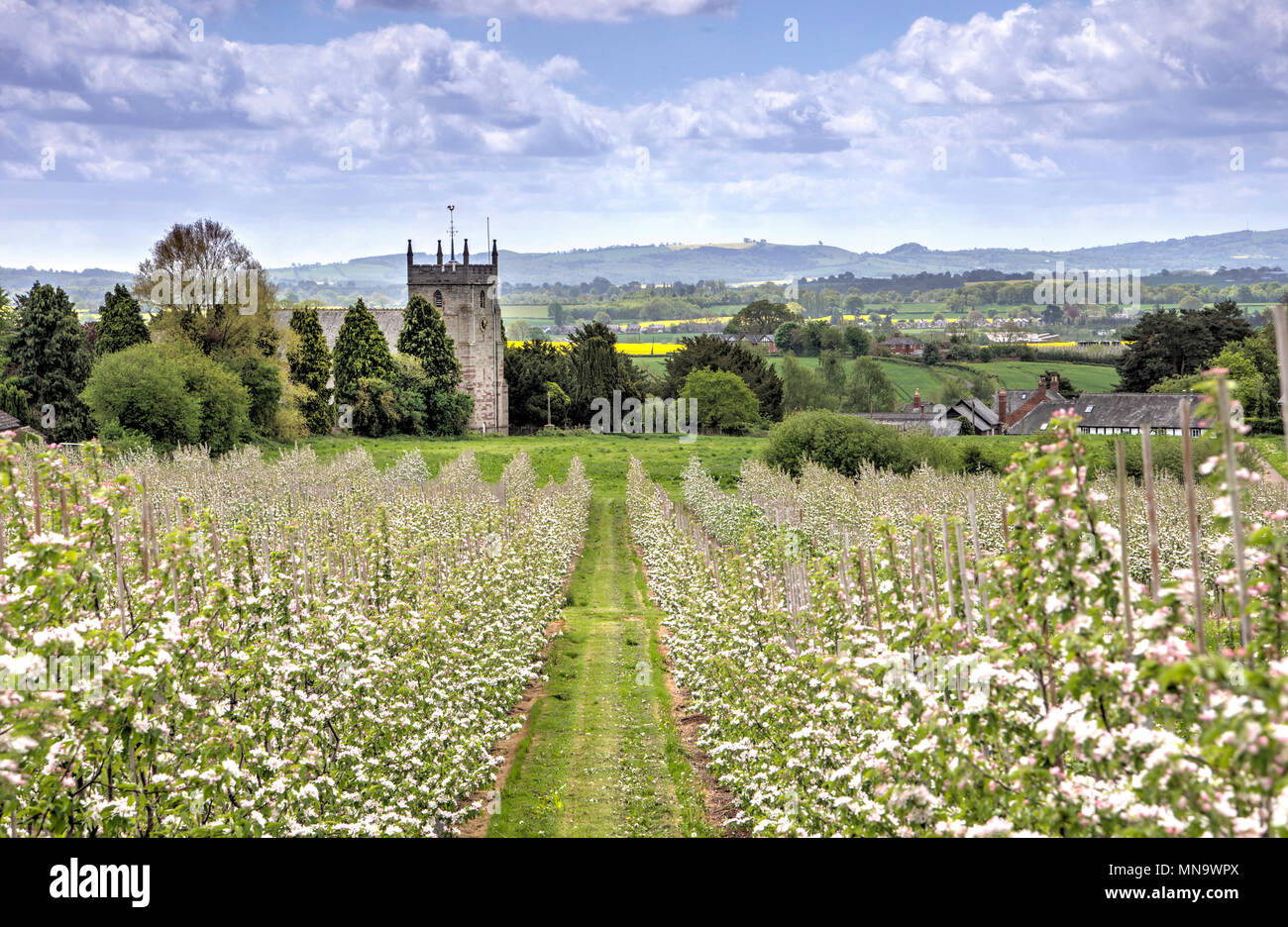 Pommiers à cidre en fleurs avec l'église en arrière-plan, Burghill, Herefordshire, UK Banque D'Images