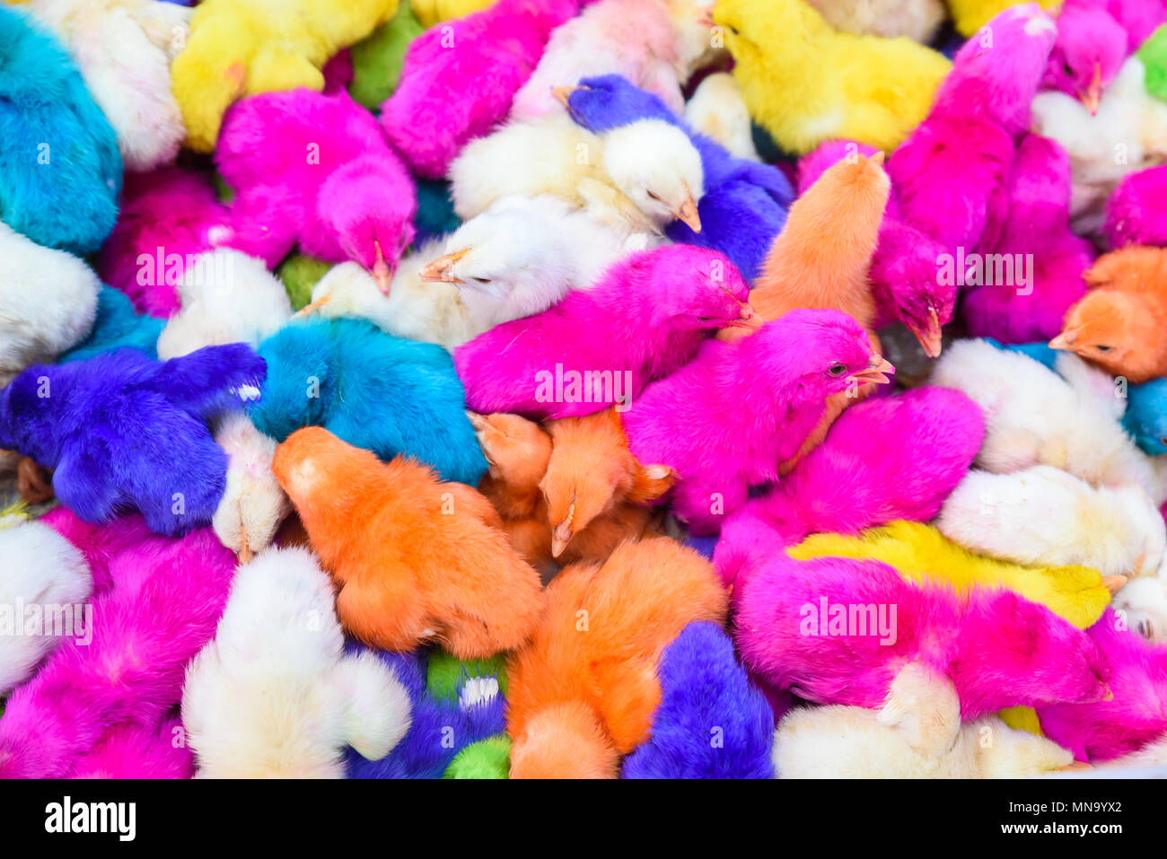 Les bébés de couleur des poulets. Un groupe de poussins de Pâques colorés, drôles. Banque D'Images