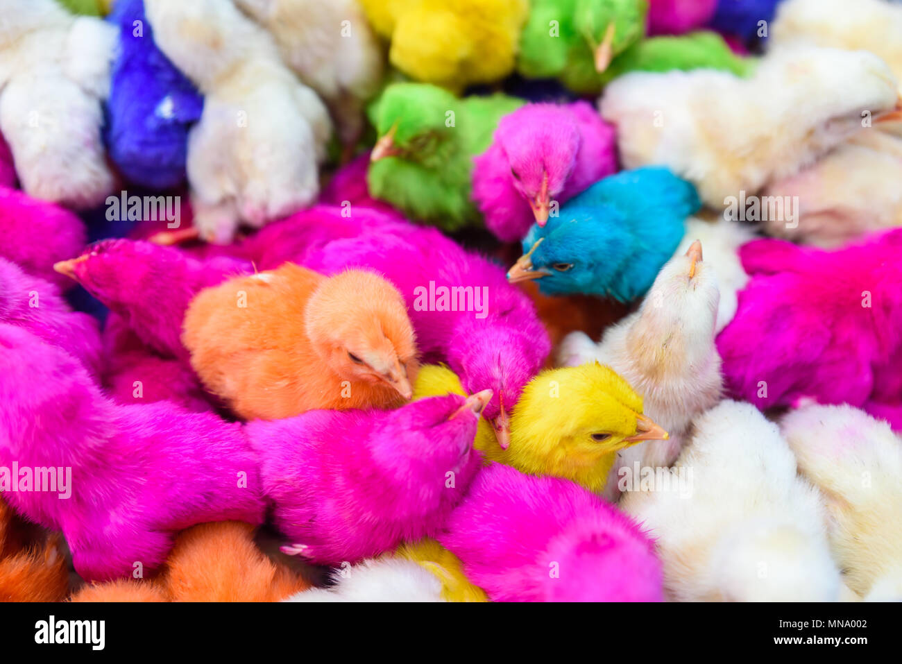 Les bébés de couleur des poulets. Un groupe de poussins de Pâques colorés, drôles. Banque D'Images