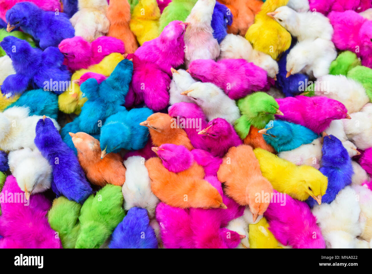 Les bébés de couleur des poulets. Un groupe de poussins de Pâques colorés, drôles. Banque D'Images