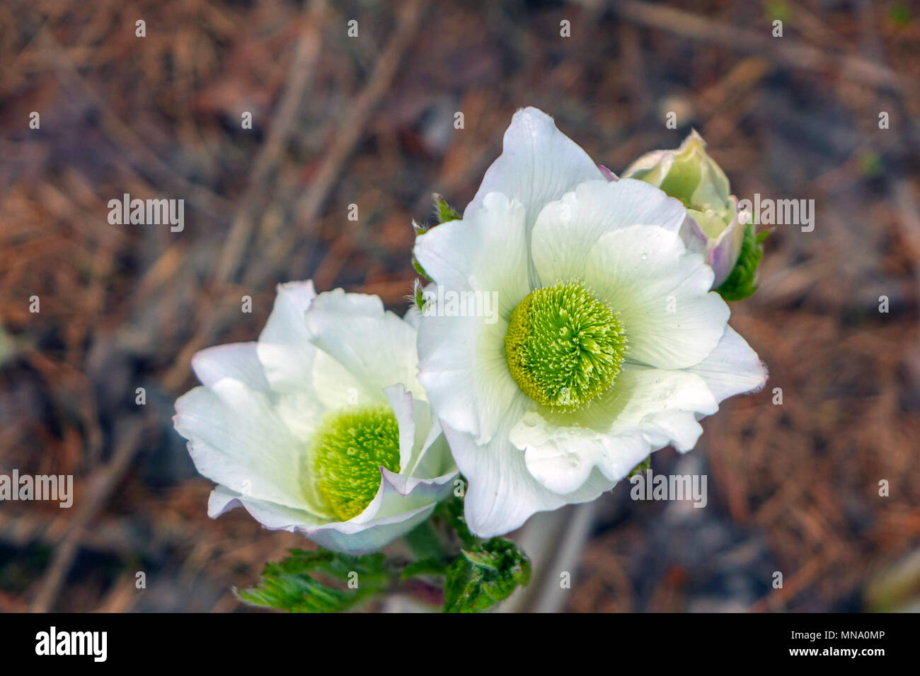 Alpine White anemone, anémone pulsatille des Alpes, Parc National des Ecrins Banque D'Images