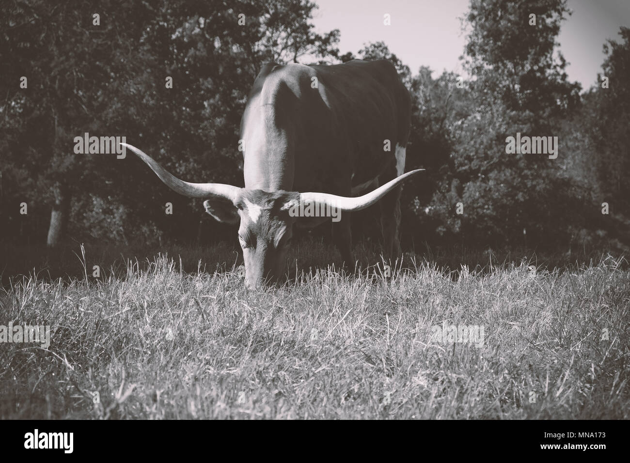 Grande vache Texas Longhorn en pâturage de la ferme en noir et blanc Banque D'Images