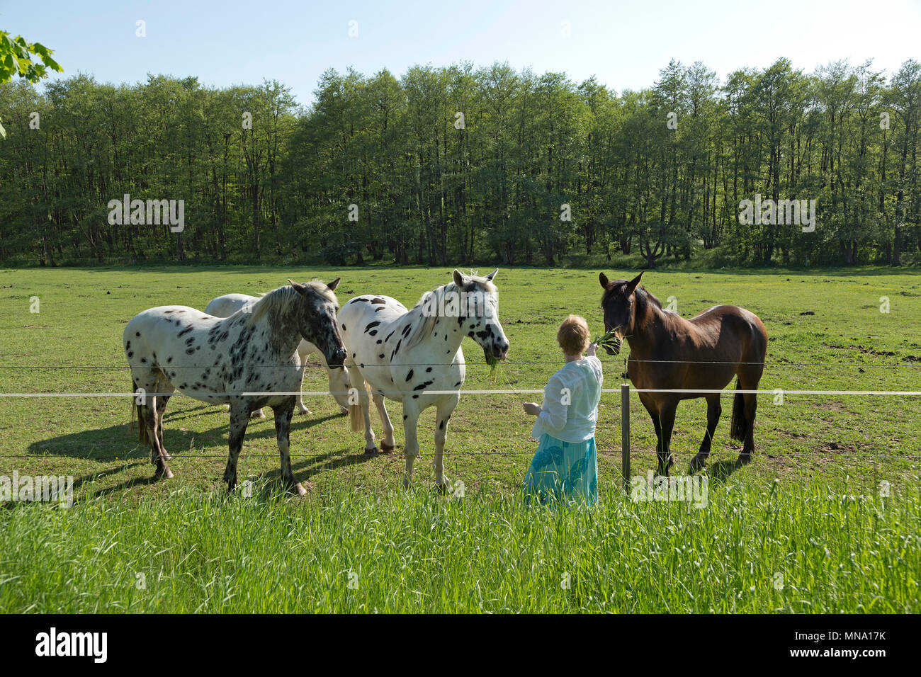 Donner de l'herbe pour les chevaux femme, Klein Bollhagen près de Kühlungsborn, Schleswig-Holstein, Allemagne Banque D'Images