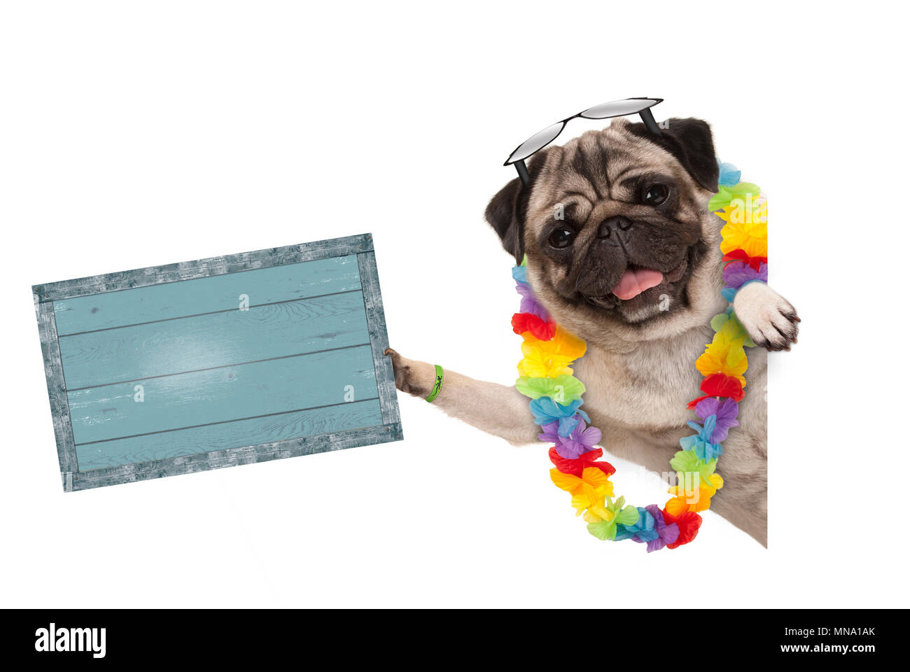 Pug dog été frolic avec guirlande de fleurs hawaïennes et lunettes, holding up blue vintage wooden board, isolé sur fond blanc Banque D'Images