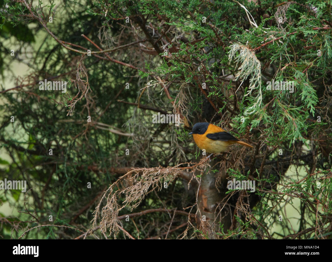 Moucherolle noir et orange - au Jardin botanique d'Ooty Banque D'Images