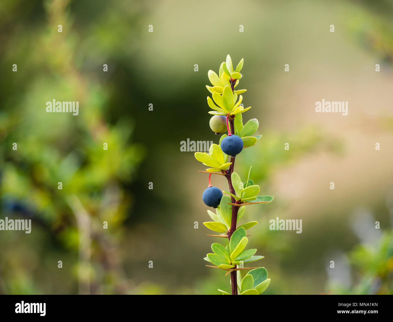 Calafate Calafate, berry Berberis microphylla, Patagonie, Argentine Banque D'Images